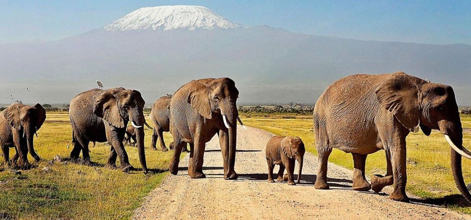 Amboseli national park kenya