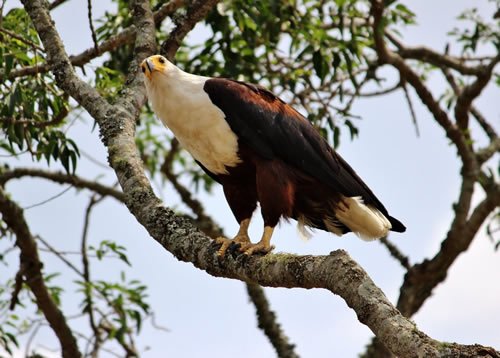 Birding in Akagera National Park