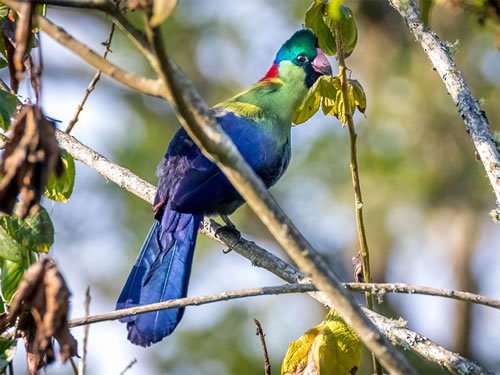 Birds of Rwenzori National Park