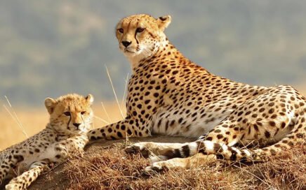 Cheetahs in Kidepo National Park