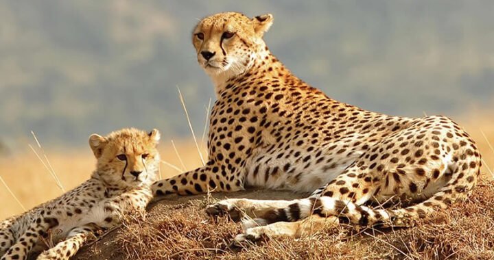 Cheetahs in Kidepo National Park