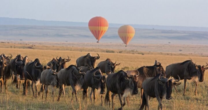 Combining great wildebeest migration and gorilla tours in Africa