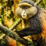 Golden Monkey Trekking in Mgahinga Gorilla National Park