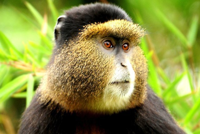 Golden Monkey Trekking Tour, Rwanda