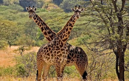 Kidepo Valley National Park Uganda