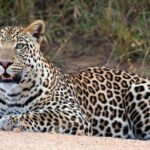 Leopard in Lake Mburo National Park