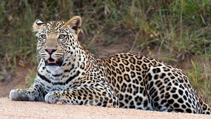Leopard in Lake Mburo National Park