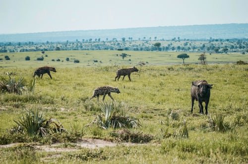 Pian Upe Game Reserve