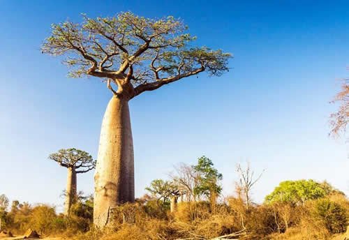 Baobab trees in tanzania
