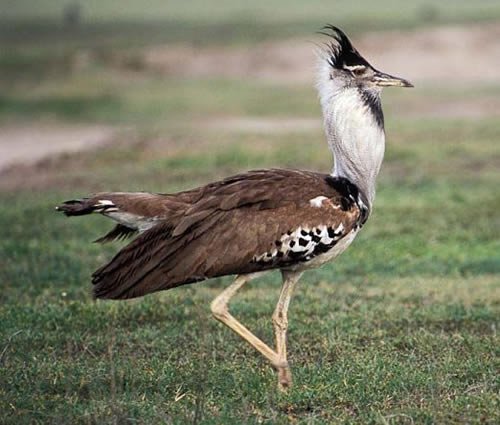 Birding in Serengeti National Park