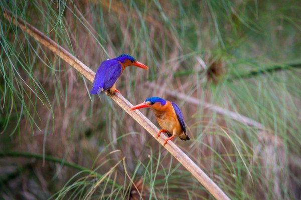 Birds in Bwindi Impenetrable National Park