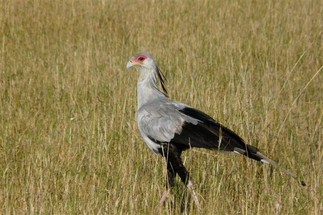 Bird watching in Amboseli National Park