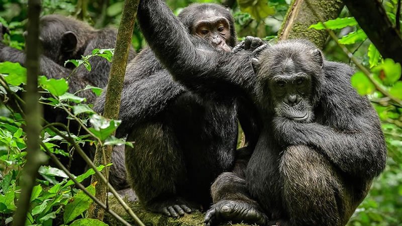 Chimpanzee Trekking In Rwanda