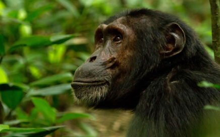 Nyungwe chimpanzee trekking