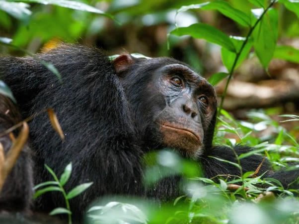 Kibale National Park Chimpanzee Tracking