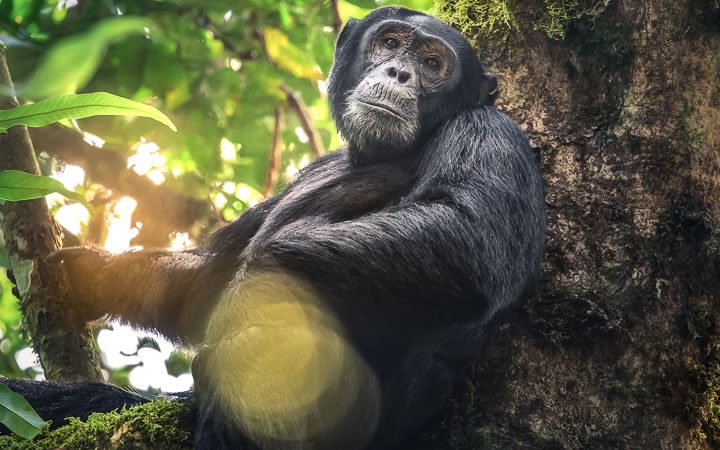 Chimpanzee Trekking Uganda