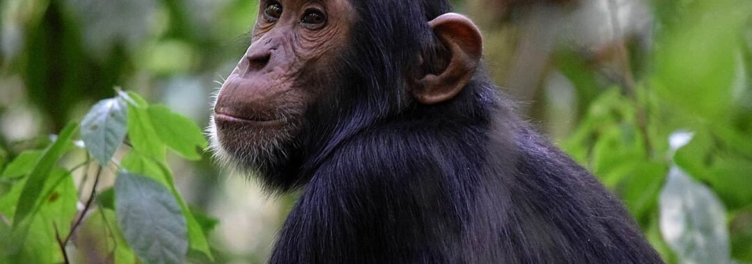 Chimpanzee trekking tours