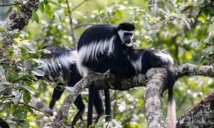 colobus monkeys in uganda