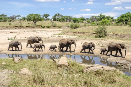 Elephants Tarangire National Park