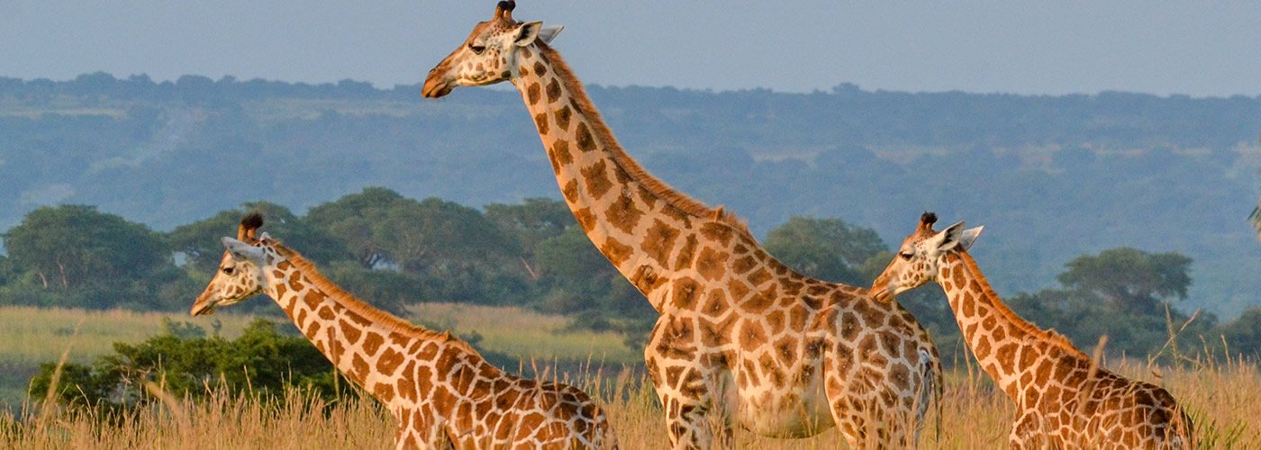 giraffe-uganda