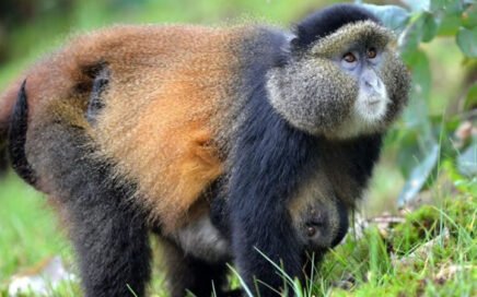 Golden Monkey trekking in Nyungwe National Park