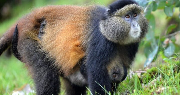 Golden Monkey trekking in Nyungwe National Park