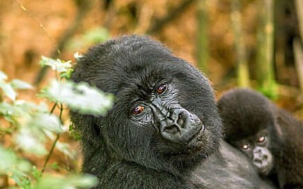 Bwindi Gorilla Trekking Tour