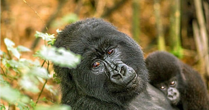 Bwindi Gorilla Trekking Tour