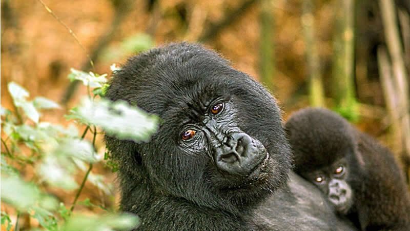 Bwindi Gorilla Trekking Tour