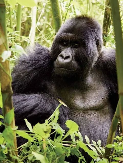 Gorilla trekking Uganda & Rwanda