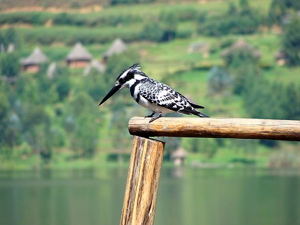 Kingfisher At Lake Bunyoni