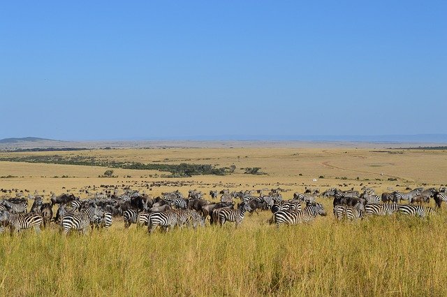 The Masai Mara Landscape