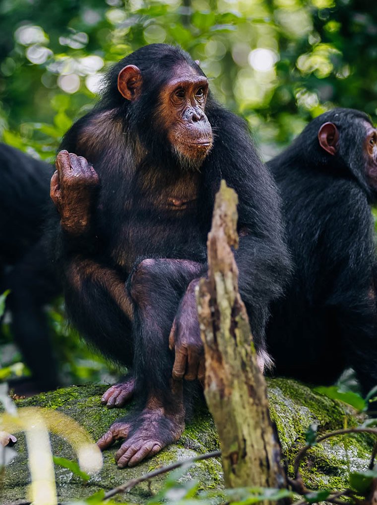 Chimpanzee Trekking In Uganda