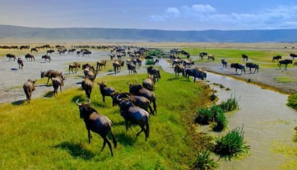 Wildebeest Migration Ngorongoro Conservation Area