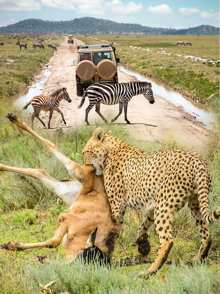 Wildlife in Serengeti National Park Tanzania