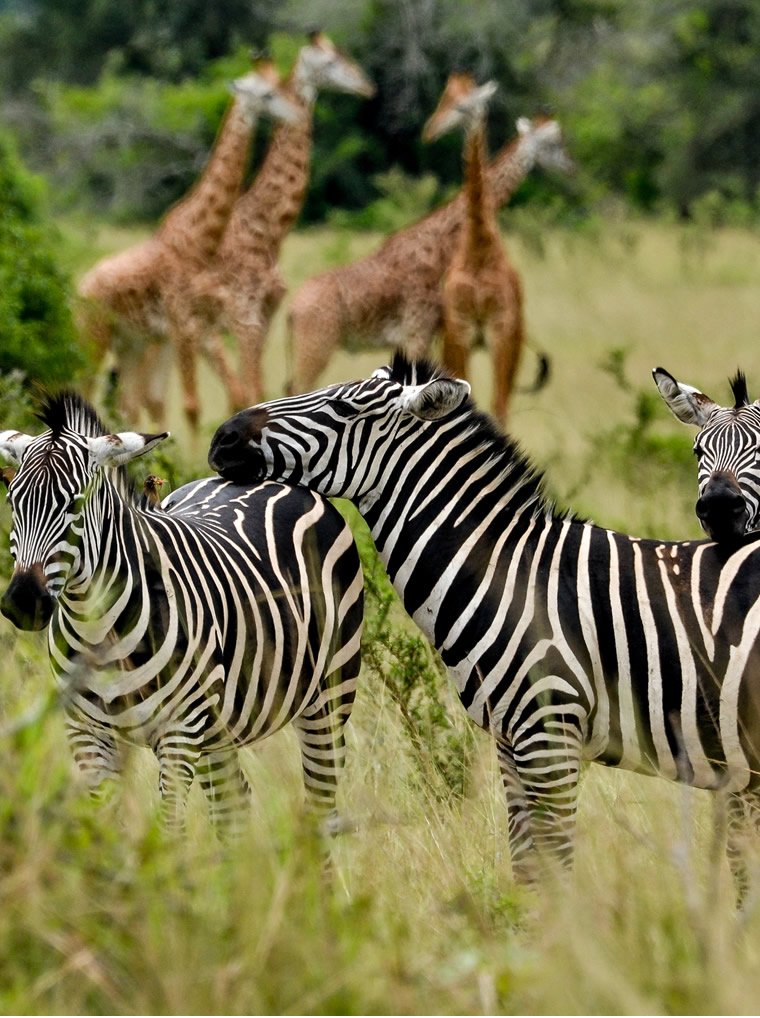Zebras Queen Elizabeth National Park
